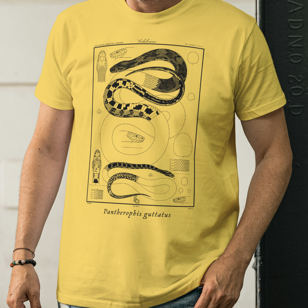Corn Snake Pantherophis guttatus Vintage Tee