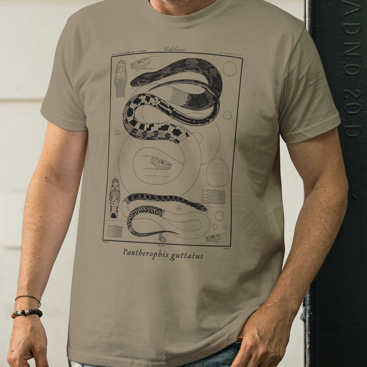 Corn Snake Pantherophis guttatus Vintage Tee